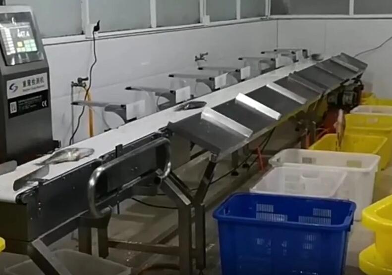 Abalone Grading Machine for sale Abalone Grading Machine for sale